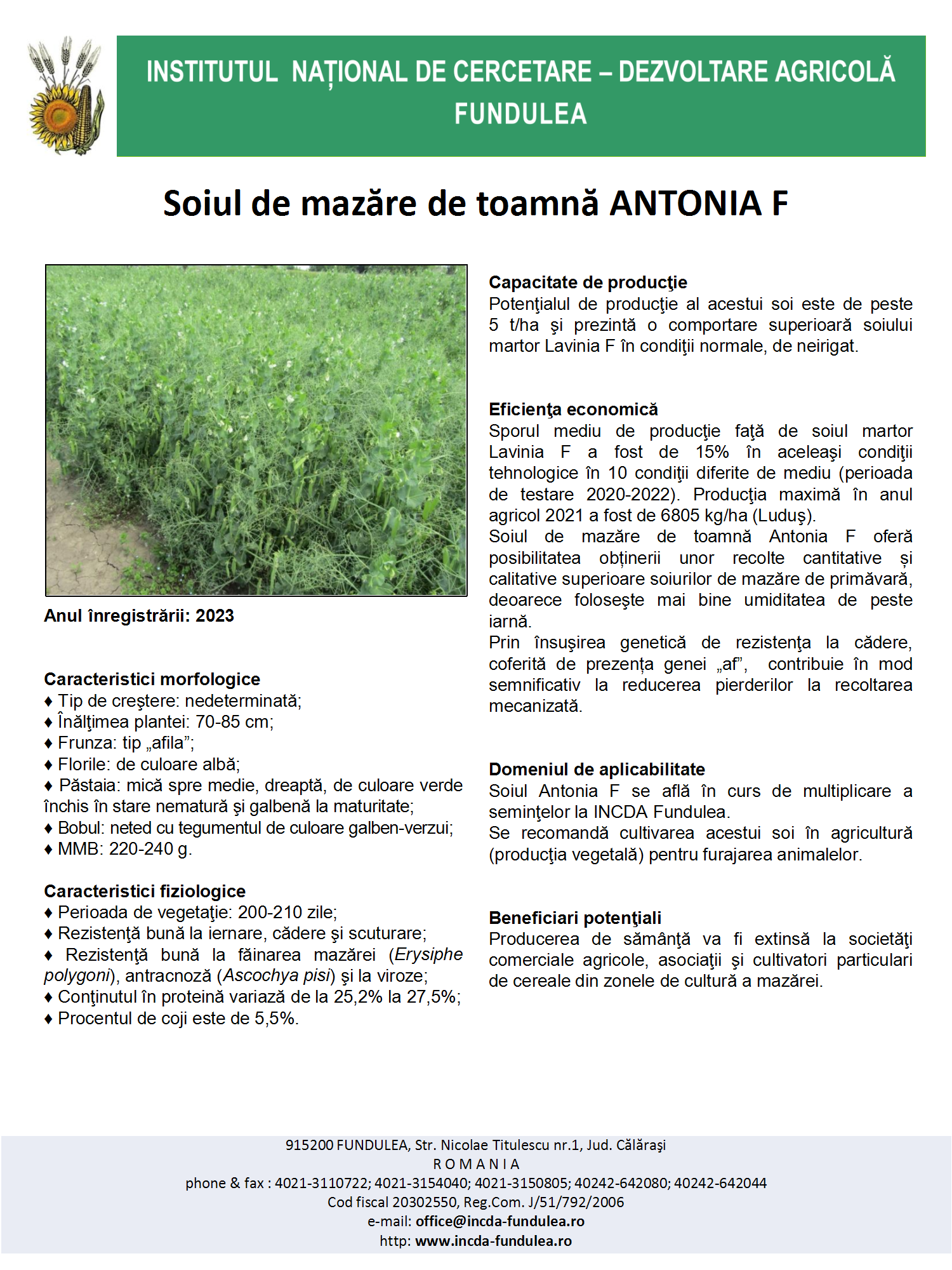 Antonia