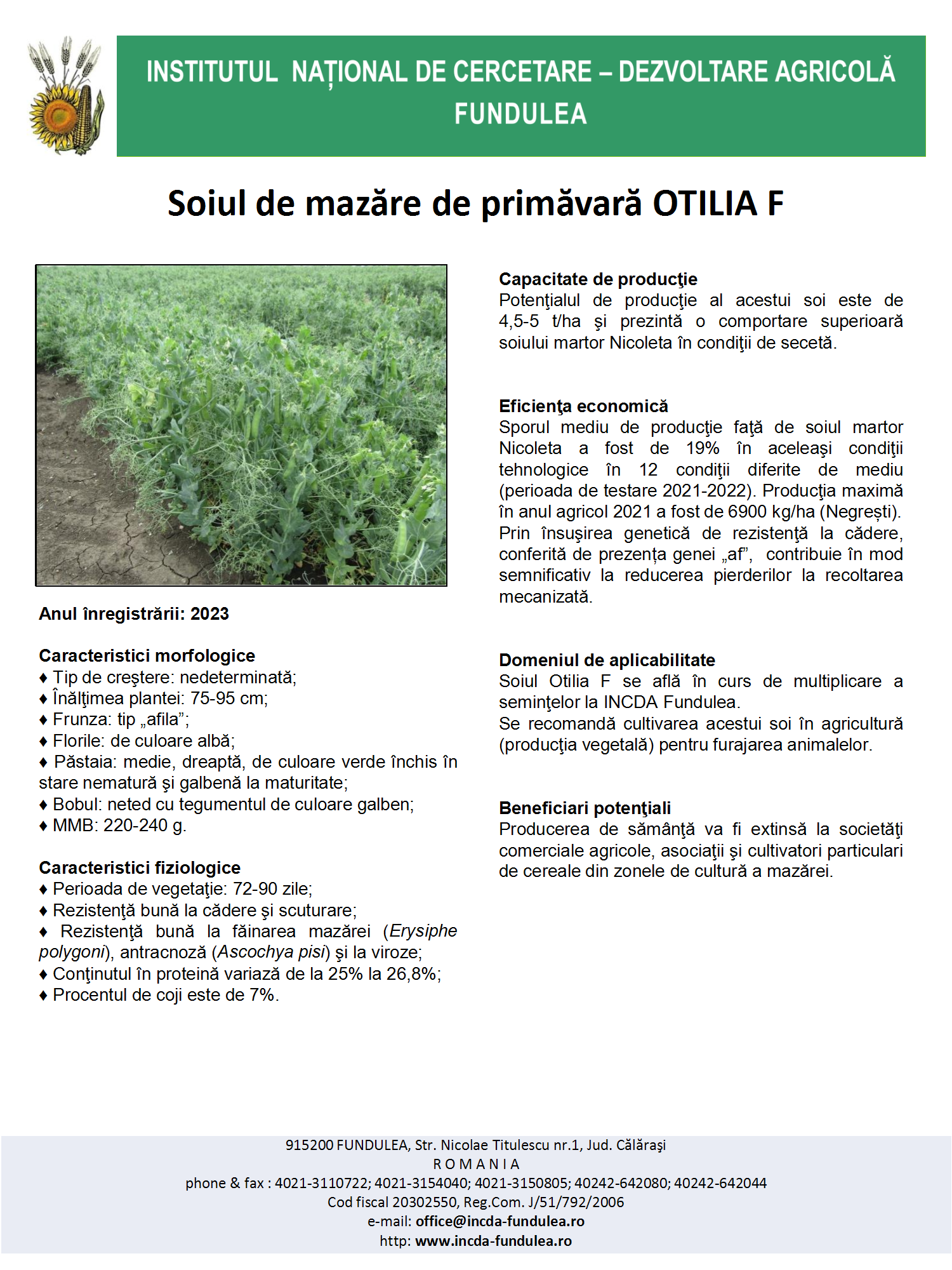 Otilia